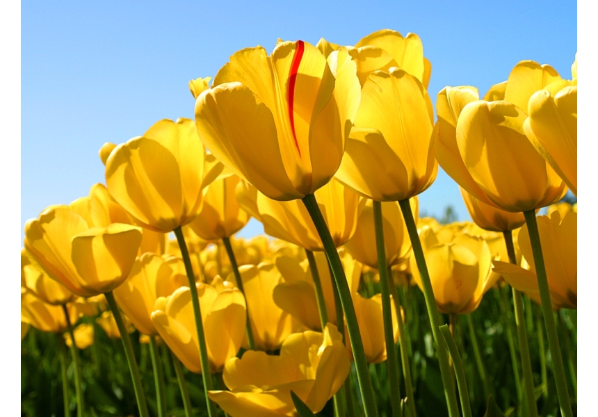 Tulips